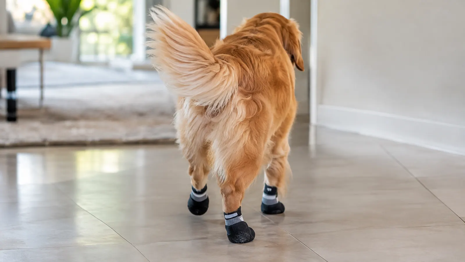 A dog walking across a tile floor with non-slip socks, viewed from behind, showing confident stance