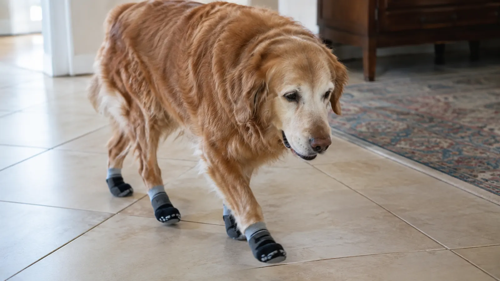 A senior dog walking across a tile floor wearing non-slip socks, with a rug visible at the edge of the room