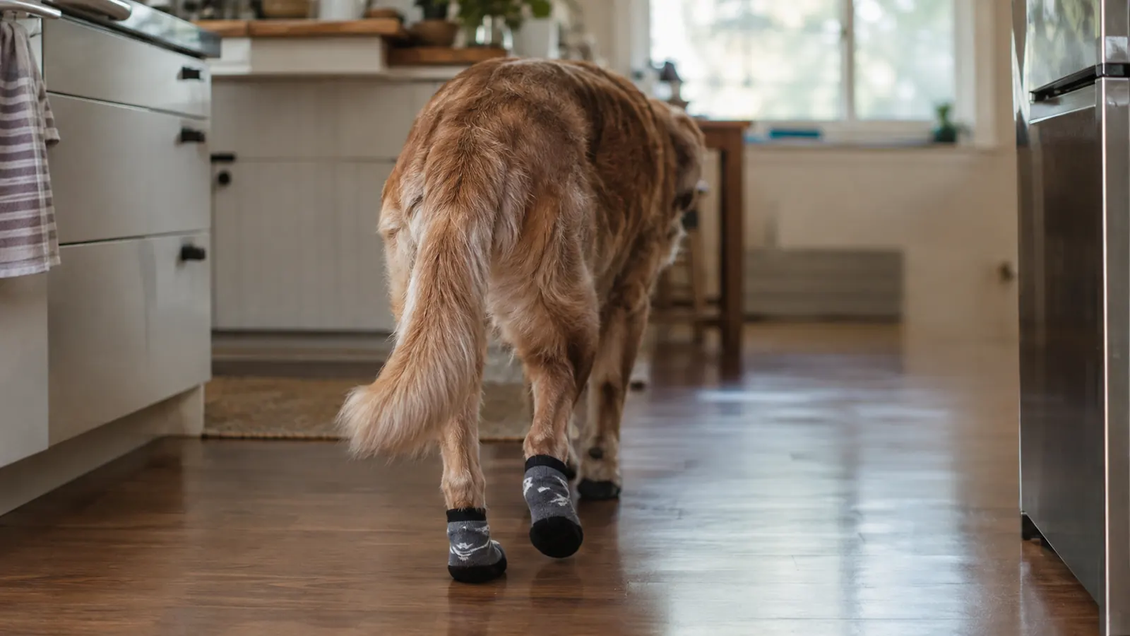 A senior dog walking across a kitchen floor wearing non-slip socks, viewed from behind